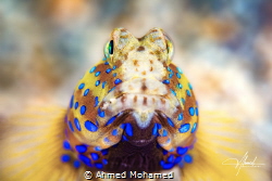 Luther Goby by Ahmed Mohamed 